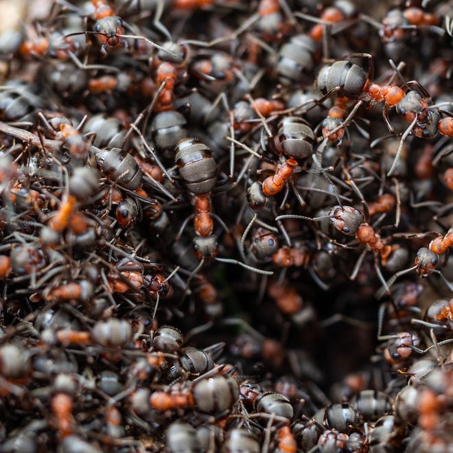 Image de : Une classe comme une fourmilière